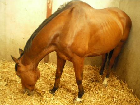 mon loulou